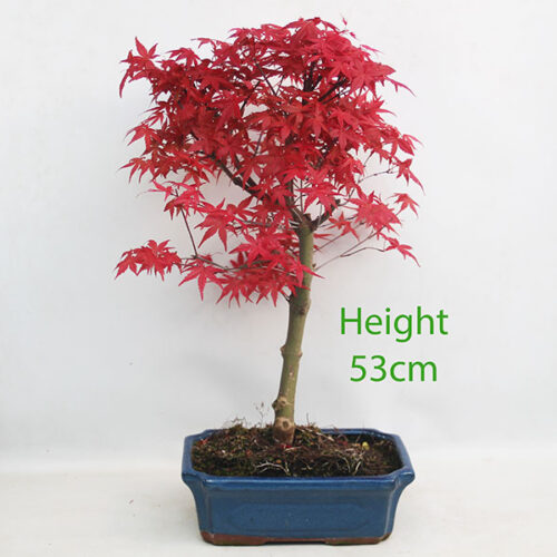 Acer Palmatum Deshojo Japanese Maple Bonsai Tree Number 12Y