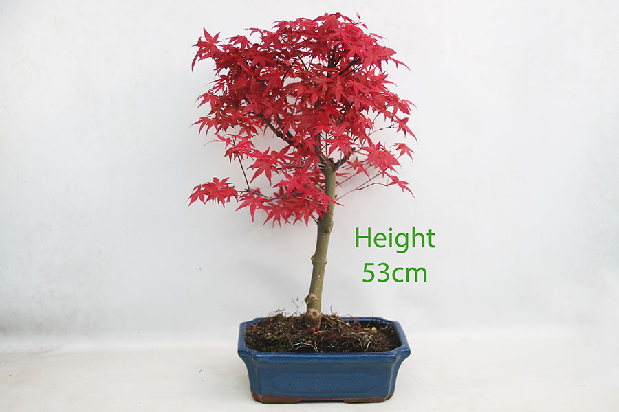 Acer Palmatum Deshojo Japanese Maple Bonsai Tree Number 12Y