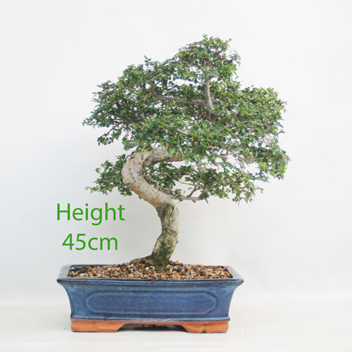 Chinese Elm Bonsai Tree Number 339P
