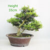 Azalea Flowering Bonsai Tree Number 53P