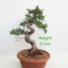 Itoigawa Chinese Juniper Bonsai Tree Part Trained Number 361P