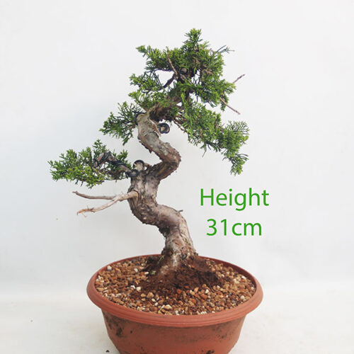 Itoigawa Chinese Juniper Bonsai Tree Part Trained Number 361P
