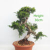 Itoigawa Chinese Juniper Bonsai Tree Part Trained Number 225P