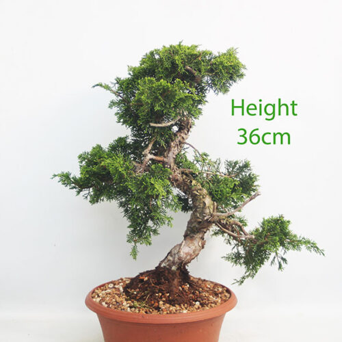 Itoigawa Chinese Juniper Bonsai Tree Part Trained Number 225P
