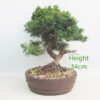 Chinese Juniper Bonsai Tree Number 160P
