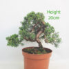 Chinese Juniper Bonsai Tree Part Trained Number 18P