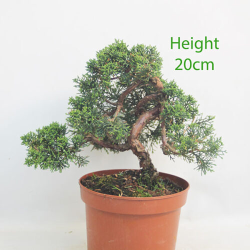Chinese Juniper Bonsai Tree Part Trained Number 18P