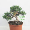 Chinese Juniper Bonsai Tree Part Trained Number 345P