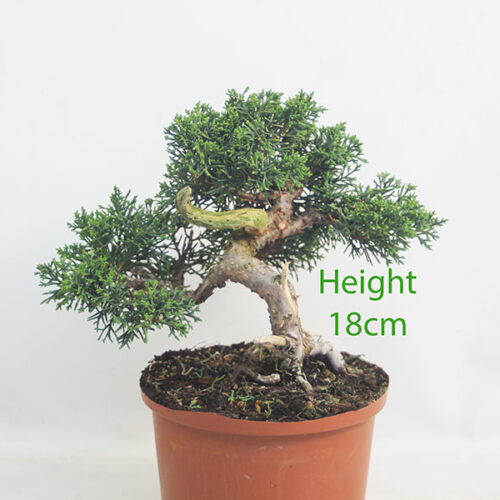 Chinese Juniper Bonsai Tree Part Trained Number 345P