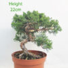 Chinese Juniper Bonsai Tree Part Trained Number 93Y