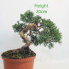 Chinese Juniper Bonsai Tree Part Trained Number 258P