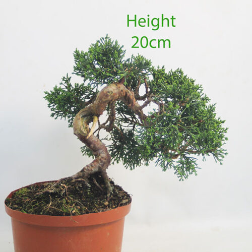 Chinese Juniper Bonsai Tree Part Trained Number 258P