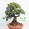 Itoigawa Chinese Juniper Bonsai Tree Part Trained Number 330P