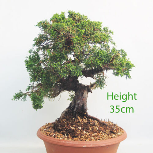 Itoigawa Chinese Juniper Bonsai Tree Part Trained Number 330P
