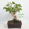 Ginkgo Bonsai Tree Number 300P