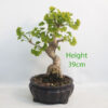 Ginkgo Bonsai Tree Number 349P