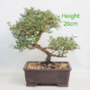 Coprosma Bonsai Tree Number 353P