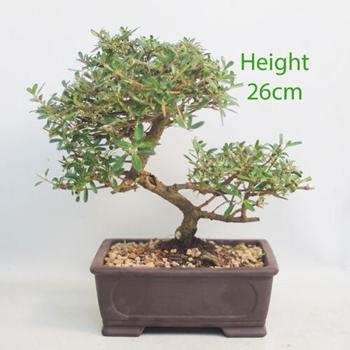 Coprosma Bonsai Tree Number 353P