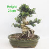 Olive Bonsai Tree Number 33Y