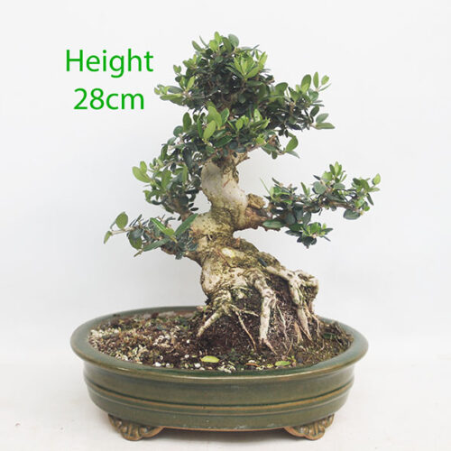 Olive Bonsai Tree Number 33Y