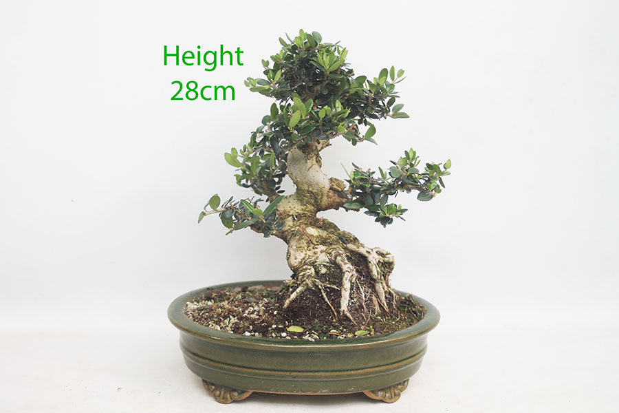 Olive Bonsai Tree Number 33Y