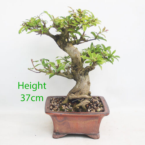 Pomegranate Nejikan Flowering Bonsai Tree Punica Number 64Y