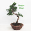 Chinese Juniper Bonsai Tree Number 59P
