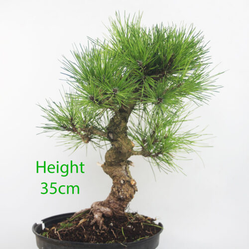 Black Pine Part Trained Bonsai Tree Pinus Thunbergii Number 175P