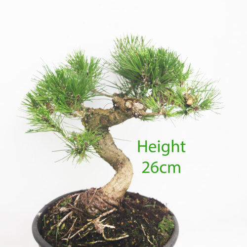 Black Pine Part Trained Bonsai Tree Pinus Thunbergii Number 291P