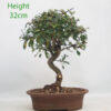 Pomegranate Nejikan Flowering Bonsai Tree Punica Number 294P