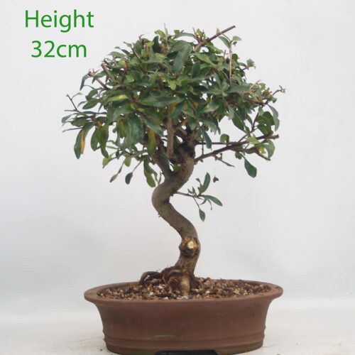 Pomegranate Nejikan Flowering Bonsai Tree Punica Number 294P