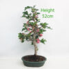 Pauls Scarlet Hawthorn Bonsai Tree Number 91Y