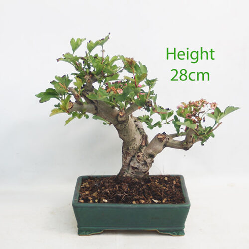 Pauls Scarlet Hawthorn Bonsai Tree Number 263P