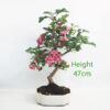 Pauls Scarlet Hawthorn Bonsai Tree Number 314P