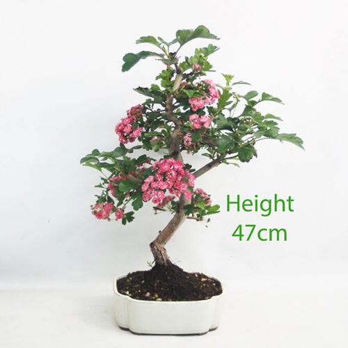 Pauls Scarlet Hawthorn Bonsai Tree Number 314P