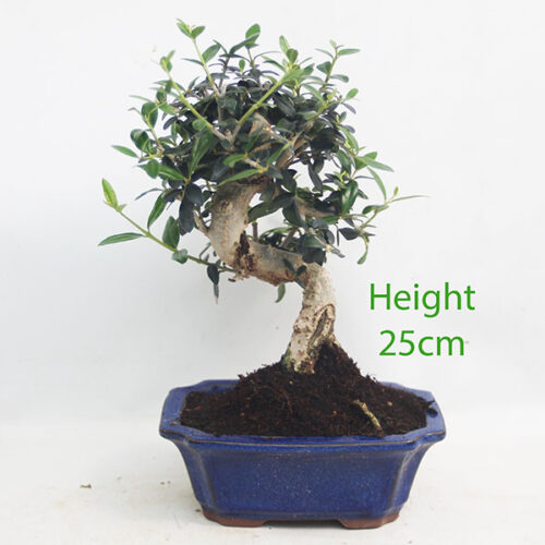 Olive Bonsai Tree Number 277P