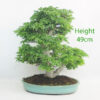 Shishigashira Acer Palmatum Japanese Maple Bonsai Tree Number 295P