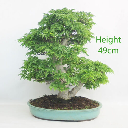 Shishigashira Acer Palmatum Japanese Maple Bonsai Tree Number 295P