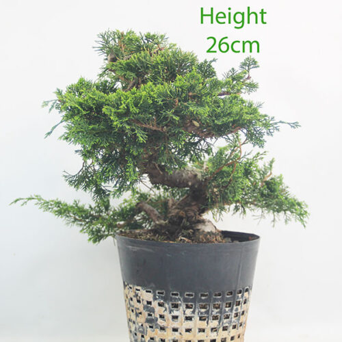Itoigawa Chinese Juniper Bonsai Tree Part Trained Number 108P