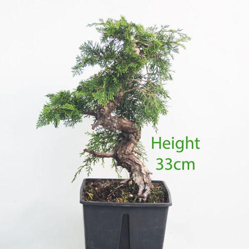 Itoigawa Chinese Juniper Bonsai Tree Part Trained Number 89P