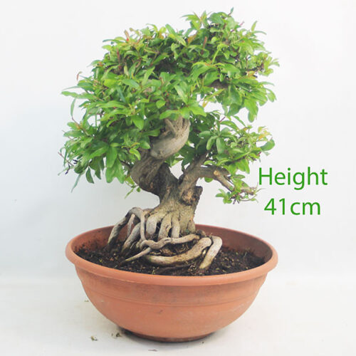 Pomegranate Nejikan Flowering Bonsai Tree Part Trained Number 364P