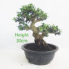 Olive Bonsai Tree Part Trained Number 294P