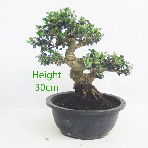 Olive Bonsai Tree Part Trained Number 294P