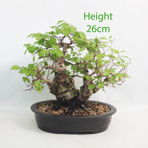 Korean Hornbeam Bonsai Tree Number 56Y