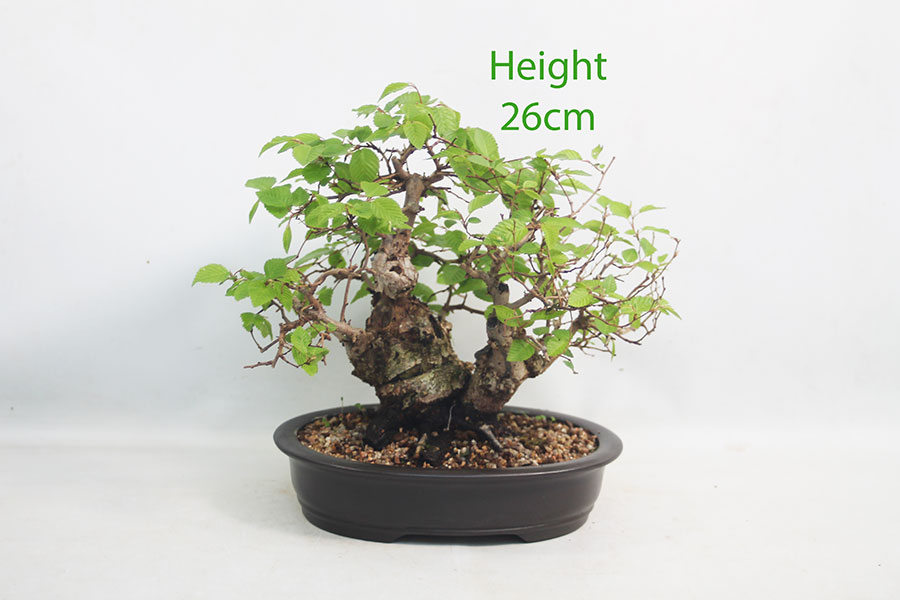 Korean Hornbeam Bonsai Tree Number 56Y