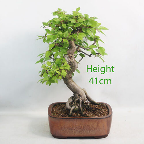 Korean Hornbeam Bonsai Tree Number 304P