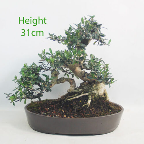 Olive Bonsai Tree Number 222P
