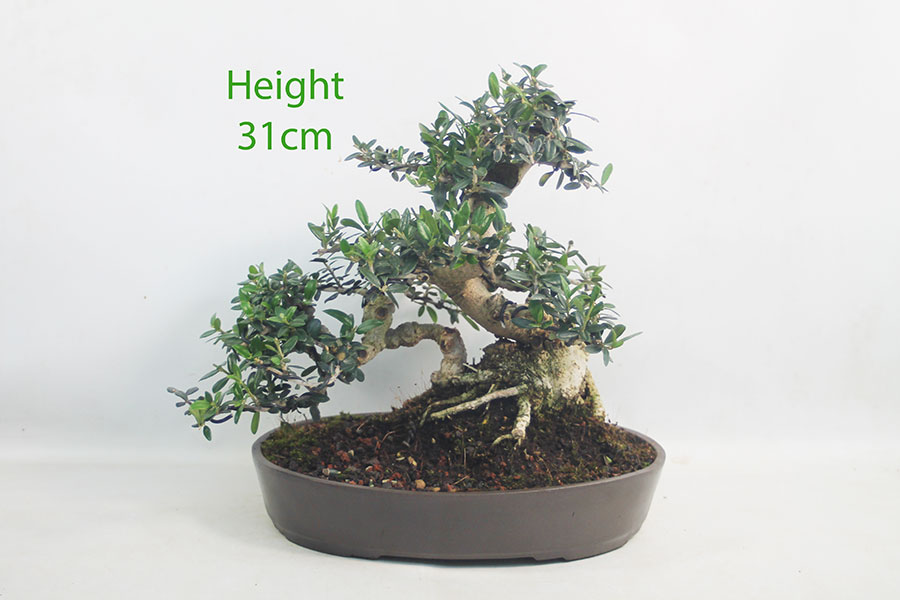 Olive Bonsai Tree Number 222P