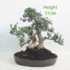 Olive Bonsai Tree Number 37P