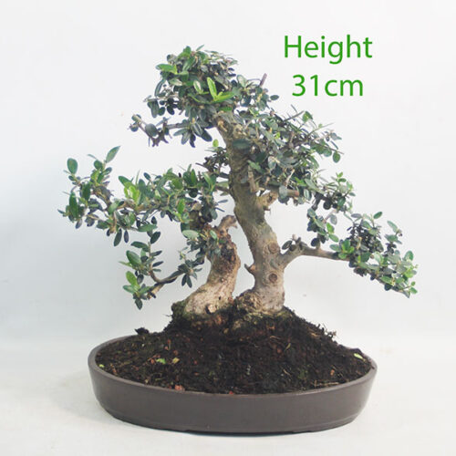 Olive Bonsai Tree Number 37P